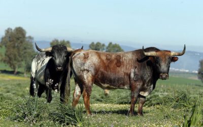 La ganadería de Miura vuelve a Extremadura tras cincuenta años