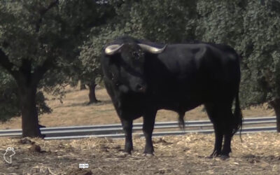 El campo bravo en el séptimo programa de la 2ª temporada de RAZA